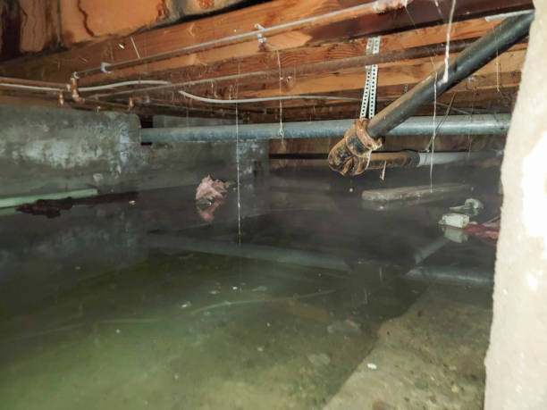 Best Water damage restoration near me  in West Canton, NC