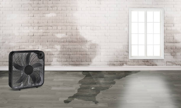Best Sewage cleanup and water damage restoration  in West Canton, NC